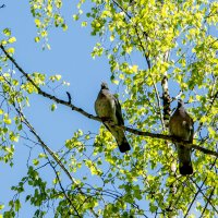 Парочка. :: Татьяна Семенова