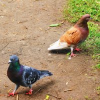 РАЗМОЛВКА :: Виктор Никитенко