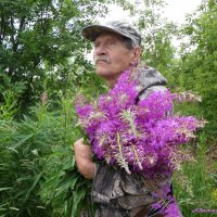 Про иван-чай.. :: Андрей Заломленков