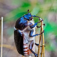 Жук :: Сергей Гибков