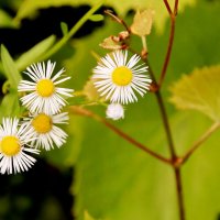 Почти ромашки :: Евгений 