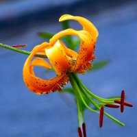 Да: этот цветок зовут Саранка в Сибири :: Евгений 