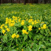 Первоцветы. :: Лия ☼