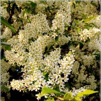 Была весна! :: Лия ☼