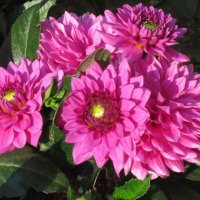 Георгины Малиновый Звон :: Дмитрий Никитин