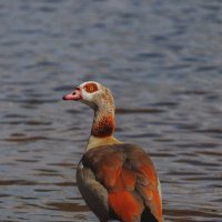 Египетский дикий гусь :: Yana Ryz