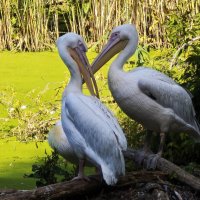 Пеликаны :: <<< Наташа >>>