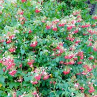 Квисквалис индийский. :: Валерьян Квисквалис индийский. :: Валерьян