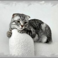 Задумчивый Боря. :: Ольга Довженко Задумчивый Боря. :: Ольга Довженко