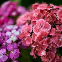 гвоздика садовая :: Александр Леонов