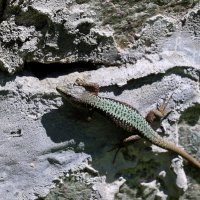 Хранительница места... :: Александр Кондаков Хранительница места... :: Александр Кондаков