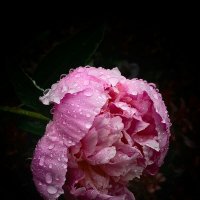 Слезы росы. :: Галина Левина