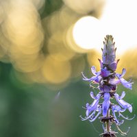 круиз по балкончику :: Осень 