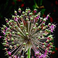 Роса в карусели. :: Галина Левина