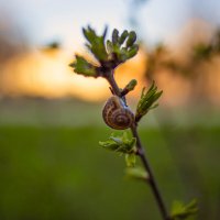 *** :: Яна Горбунова