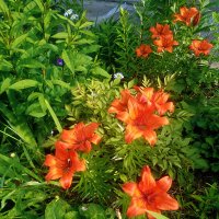 Лилия :: Сергей Кочнев