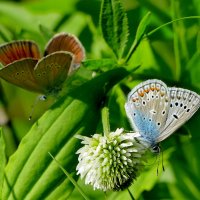 и снова бабочки 17 :: Александр Прокудин