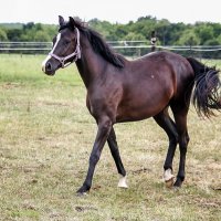 ***** :: Андроник Александр 