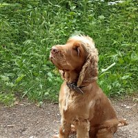 В ожидании вкусняшки :: Татьяна Тюменка В ожидании вкусняшки :: Татьяна Тюменка