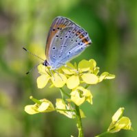 Неженка :: sorovey Sol