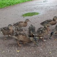 Утки :: Сапсан 