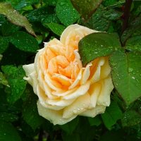 Городские цветы. :: Милешкин Владимир Алексеевич 