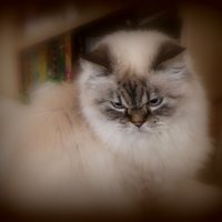 Дедушка Тихон :: Сергей Карачин