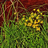 Июнь...Среди береговой осоки- золото водных цветов! :: Владимир 