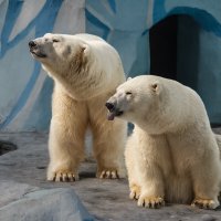 Белый :: SanSan 