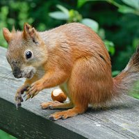 Белка :: Лина 