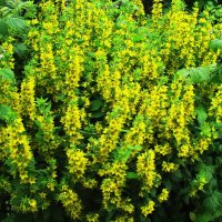 Вербейник цветёт :: Людмила Смородинская