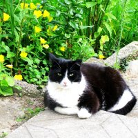 Ждёт ужин :: Людмила Смородинская Ждёт ужин :: Людмила Смородинская