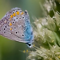 Голубянка аргус :: Светлана SvetNika17