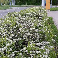 Цвет весны. :: Владимир Драгунский