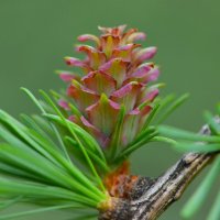 Лиственница :: Константин Анисимов Лиственница :: Константин Анисимов