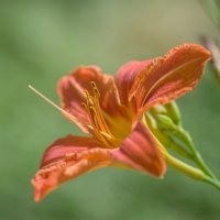 Лилейник. :: Sergey (Apg)