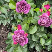 Такие разные, но все прекрасные! :: Ольга 