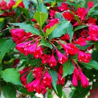 Вейгела Бристоль руби :: Aida10 