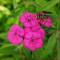Про турецкую гвоздику... :: Андрей Заломленков