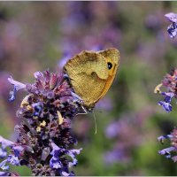 Сатир :: Aleksandr Gal