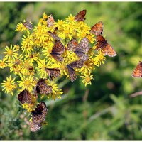 Лето это маленькая жизнь :: Aleksandr Gal