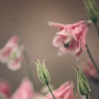 * :: Svetlana Galvez * :: Svetlana Galvez