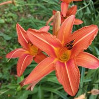 Лилейник :: Елена Семигина Лилейник :: Елена Семигина