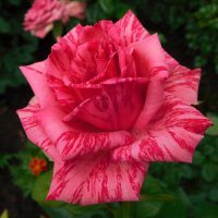 Роза чайно-гибридная Пинк Интуишн :: Наиля 