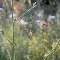 Мозаика солнечного утра... :: Надежда Куркина 