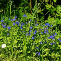 лето :: ИННА ПОРОХОВА