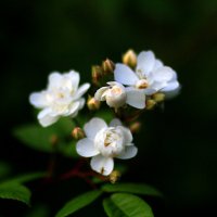 * :: Ольга Барташевич