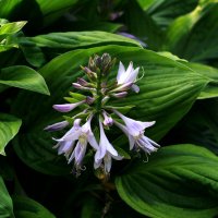 * :: Ольга Барташевич