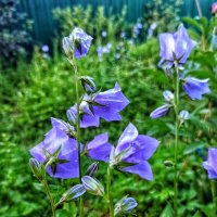 И снова - С ДОБРЫМ УТРОМ! :: veilins veilins