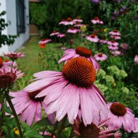 Лето...... :: Галина Лето...... :: Галина